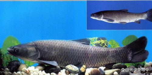 青鱼视频国产3 第2张 青鱼视频国产3 第2张